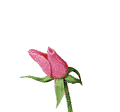 blume_005